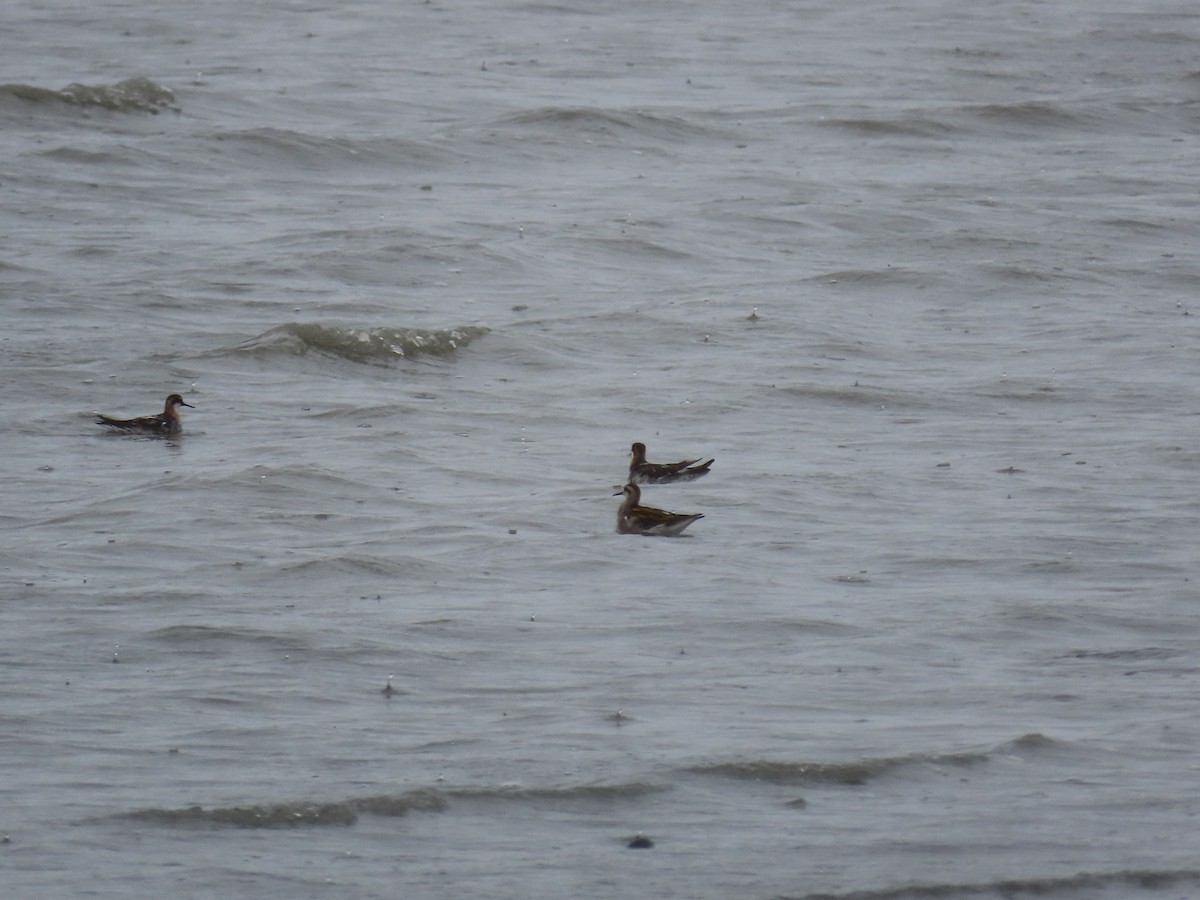 Red-necked Phalarope - ML354808591