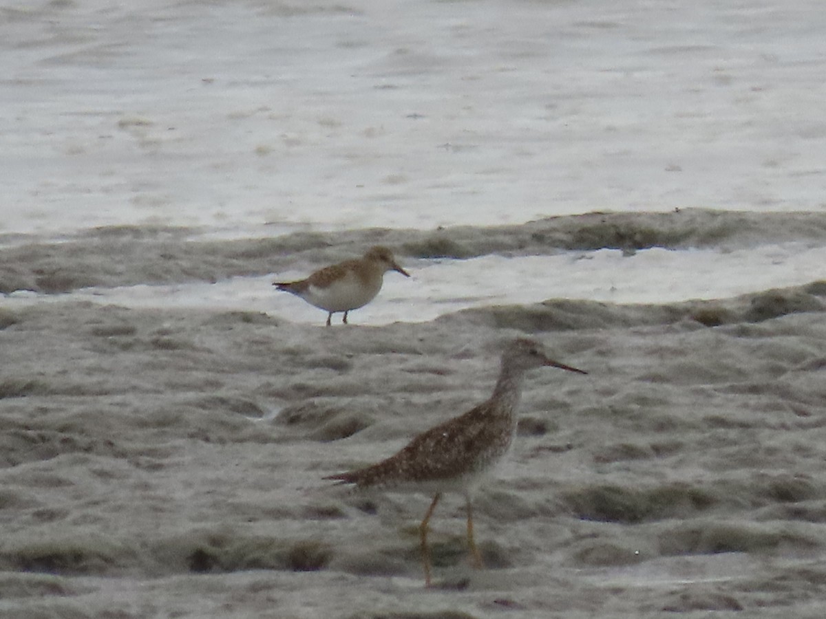 Semipalmated Sandpiper - ML354808691