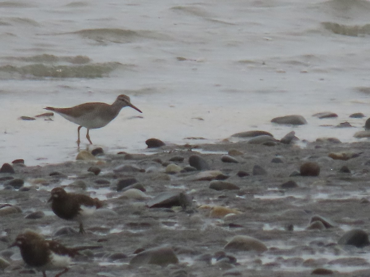 Wandering Tattler - Laura Burke