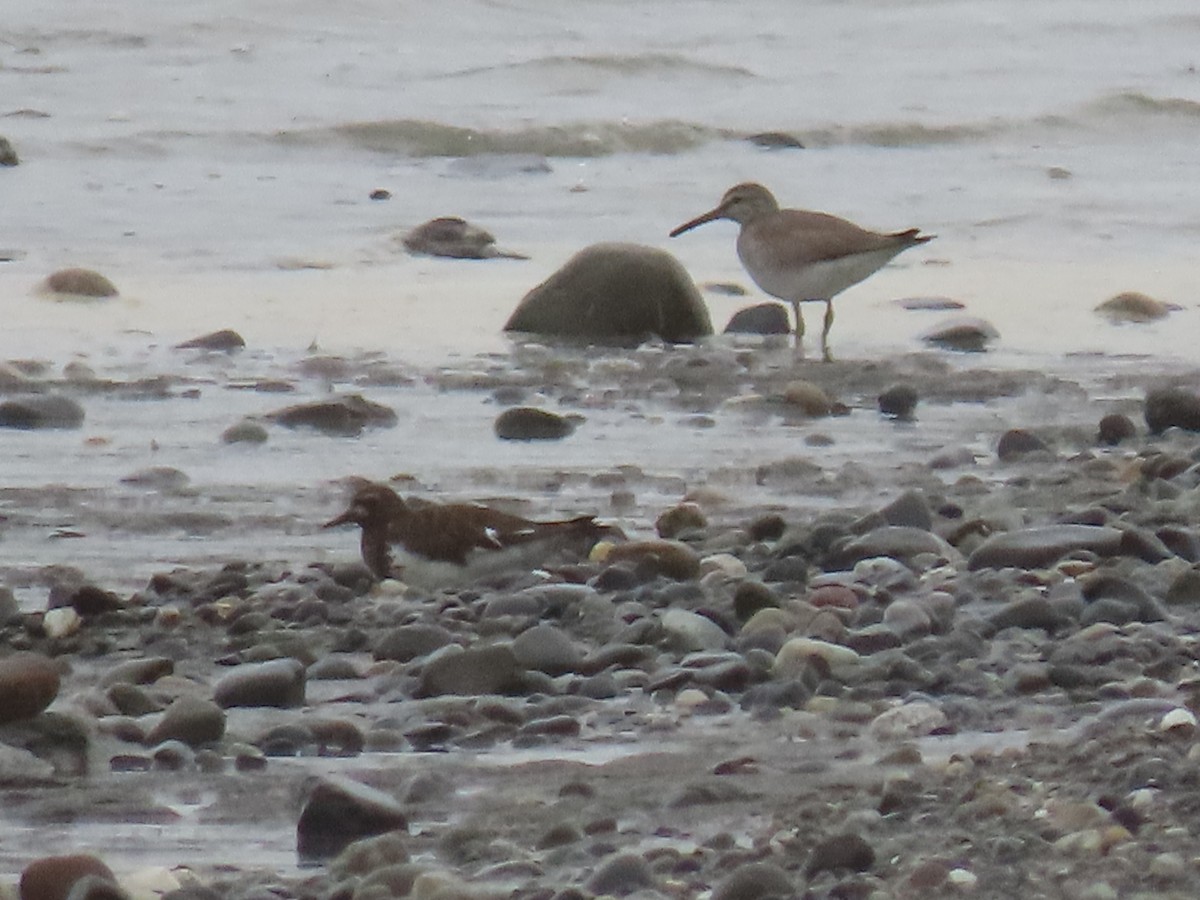 Wandering Tattler - ML354809071