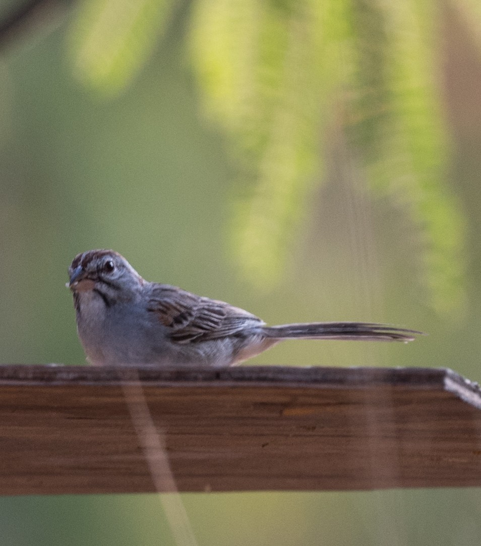 Rufous-winged Sparrow - ML354809141