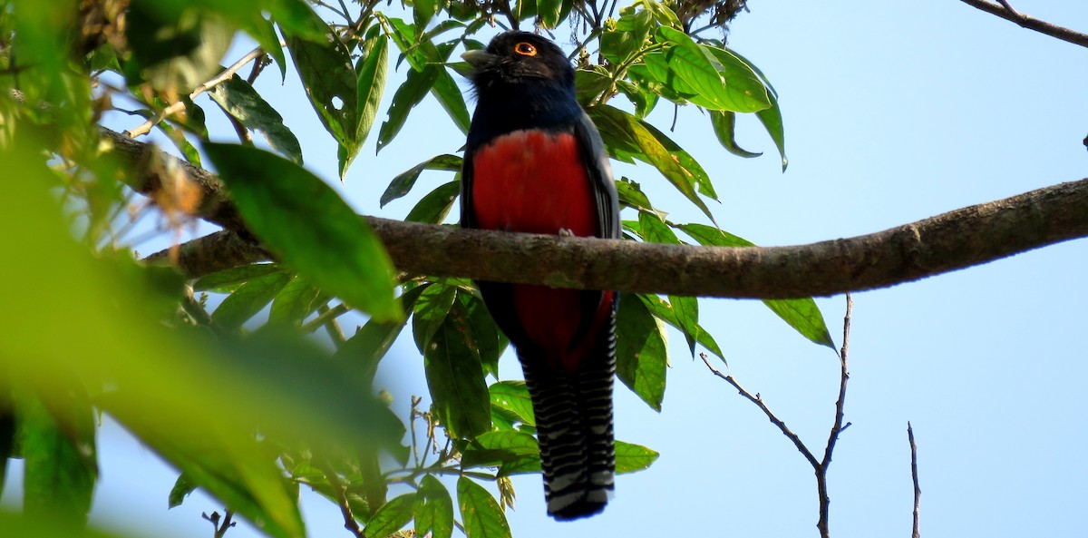 Blue-crowned Trogon - Fernando Angulo - CORBIDI