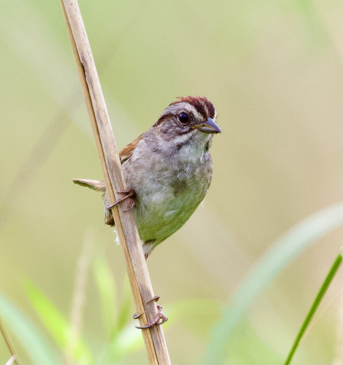 Swamp Sparrow - ML354810501