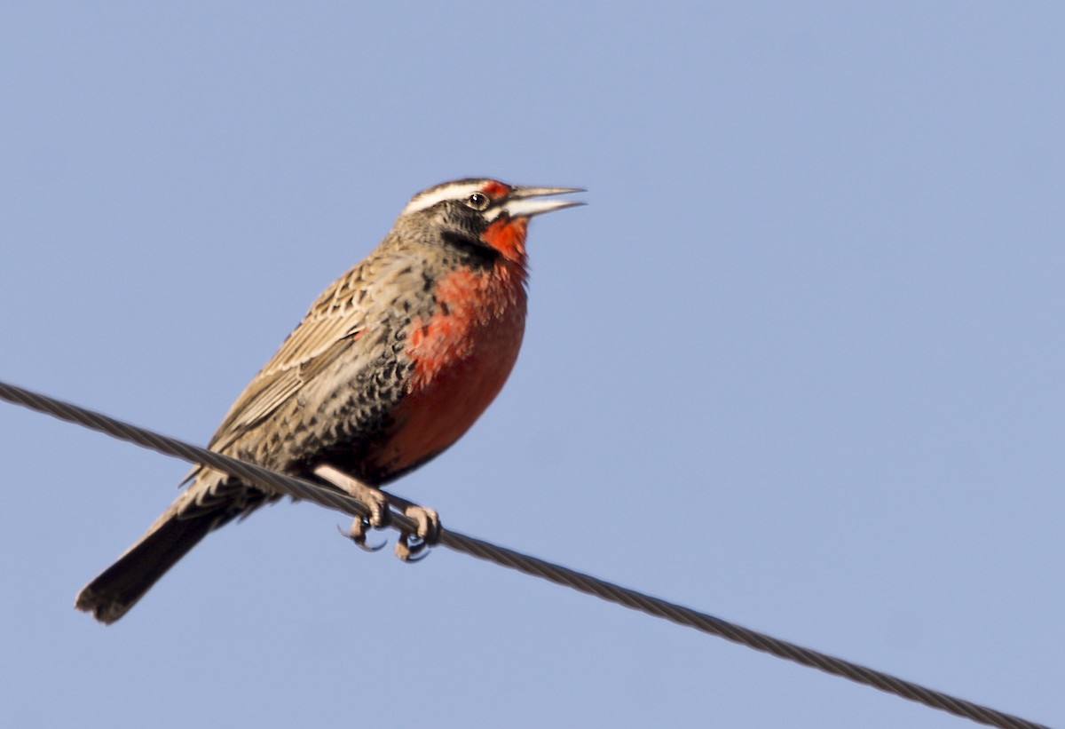 Long-tailed Meadowlark - ML354811001