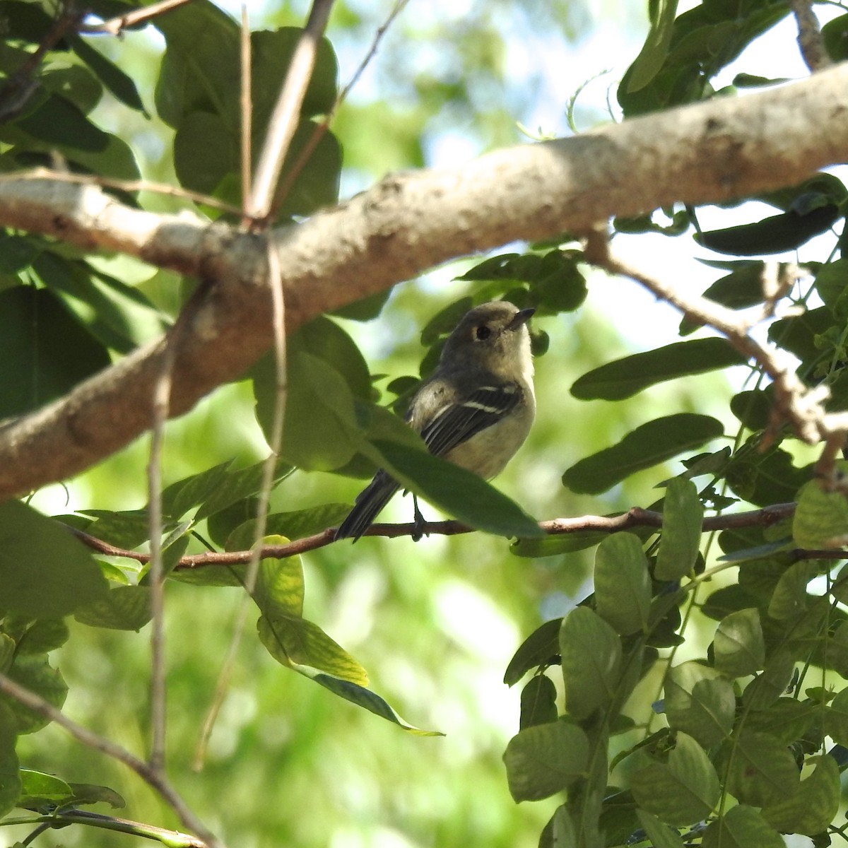 Hutton's Vireo - Charlotte Morris