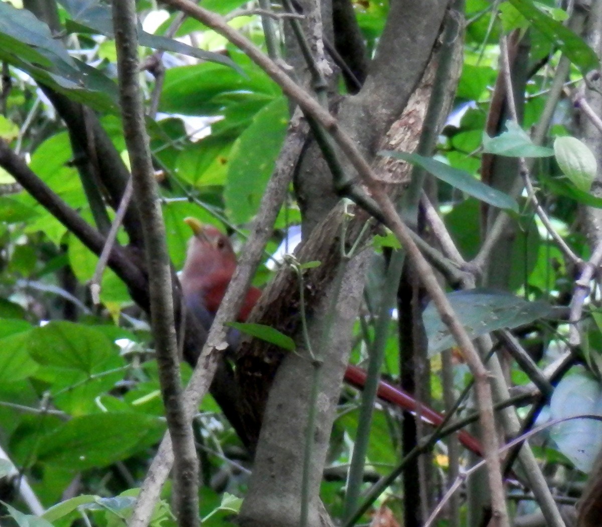 Squirrel Cuckoo - Scarlet  Cordero Seijas