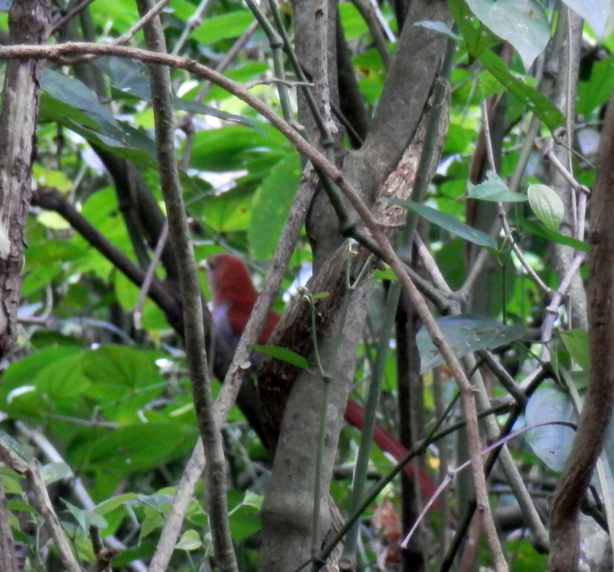 Squirrel Cuckoo - Scarlet  Cordero Seijas