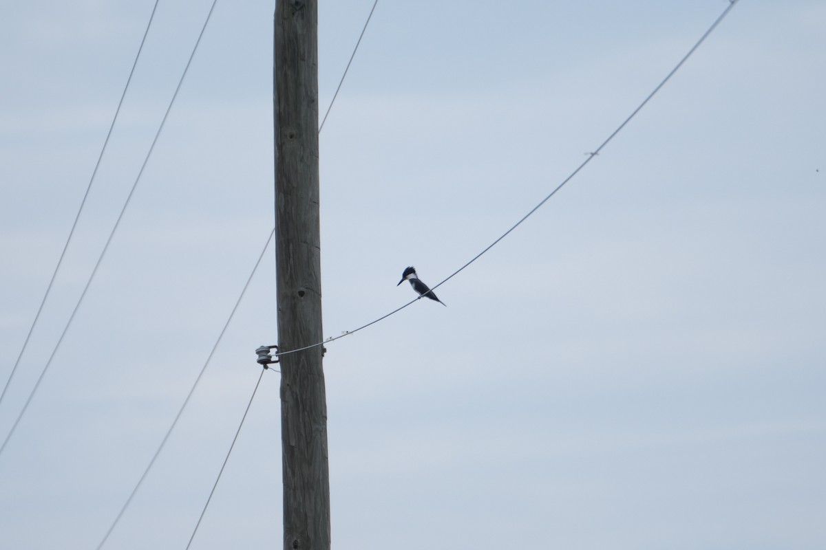 Belted Kingfisher - ML354815881