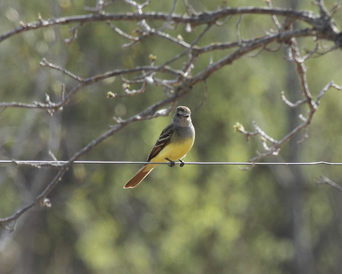 Great Crested Flycatcher - ML35481731