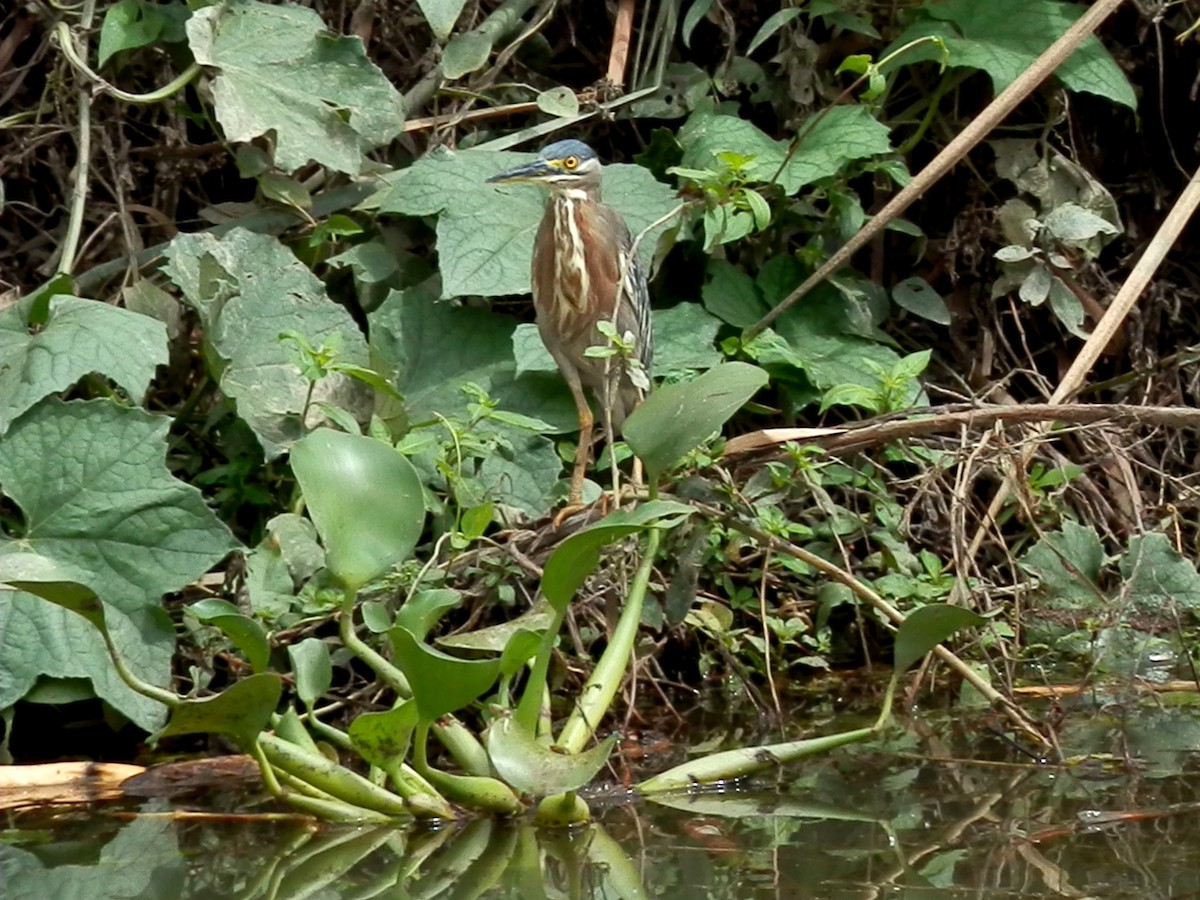 Striated Heron - Scarlet  Cordero Seijas