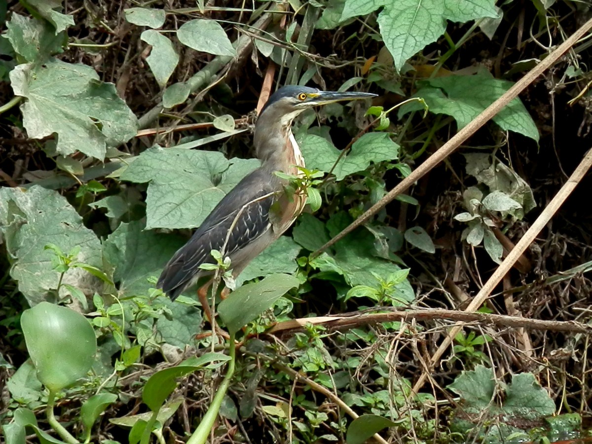 Striated Heron - ML354817851