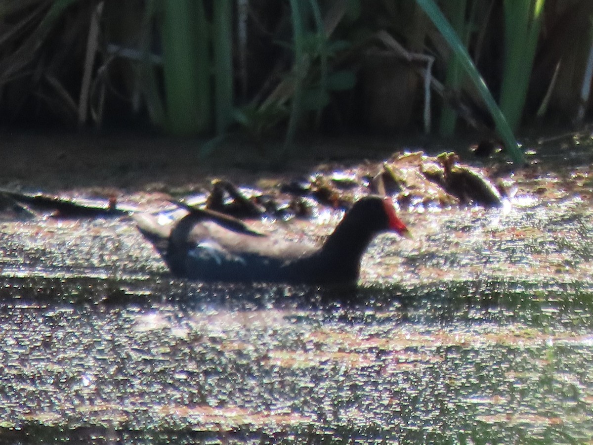 Common Gallinule - ML354817891