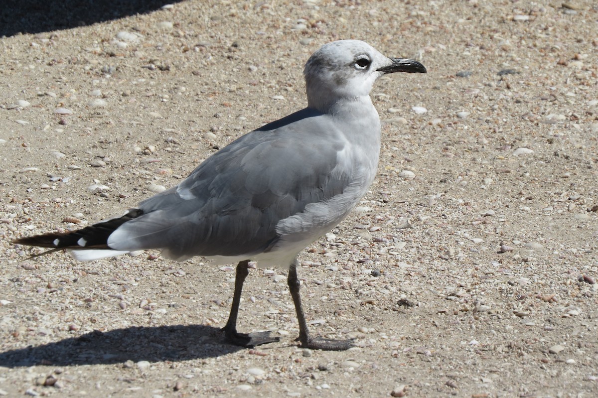 Laughing Gull - ML354822701