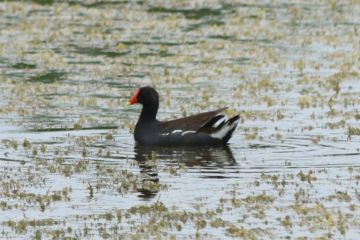 Common Gallinule - ML354823001