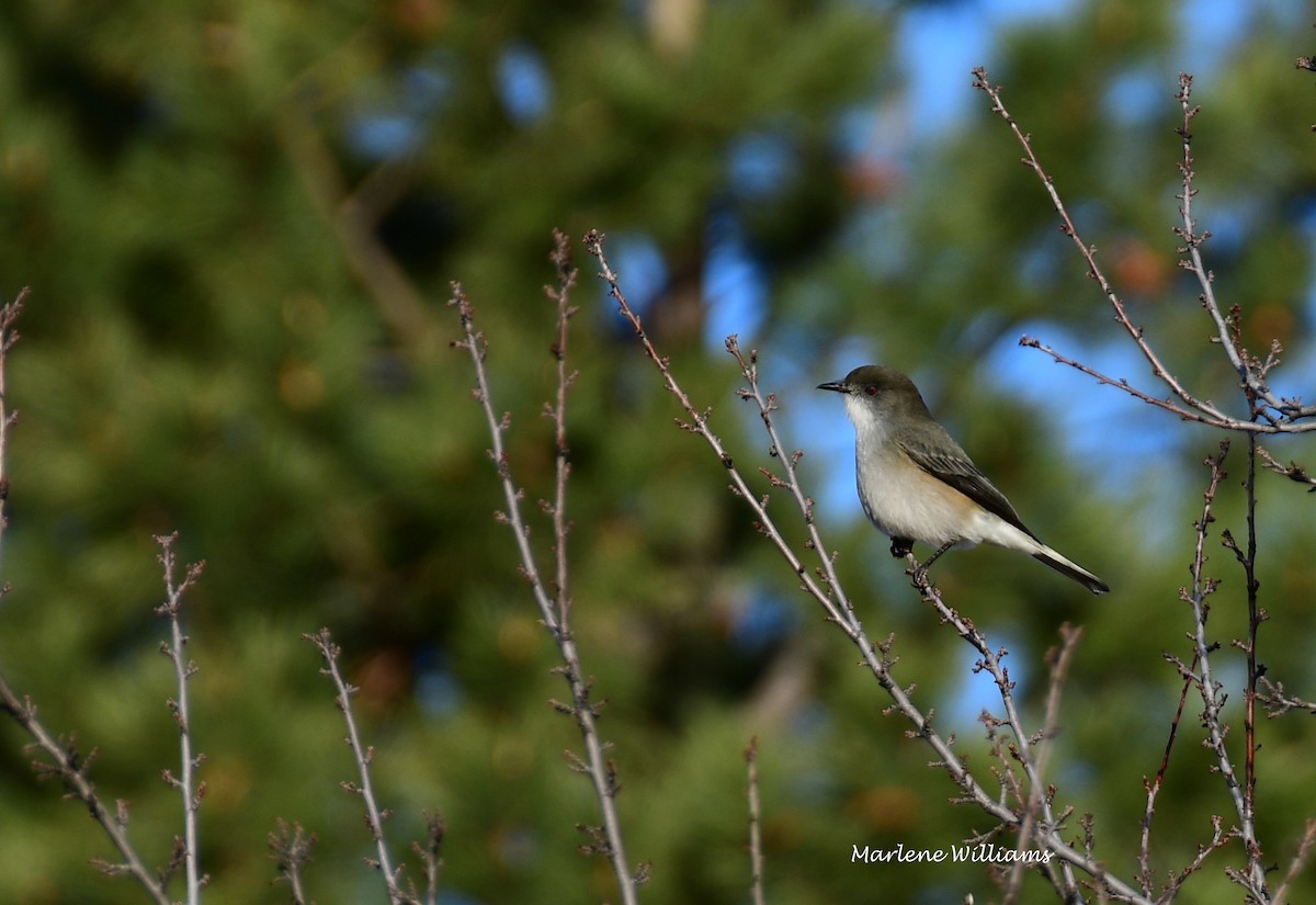 アカメタイランチョウ - ML354823441