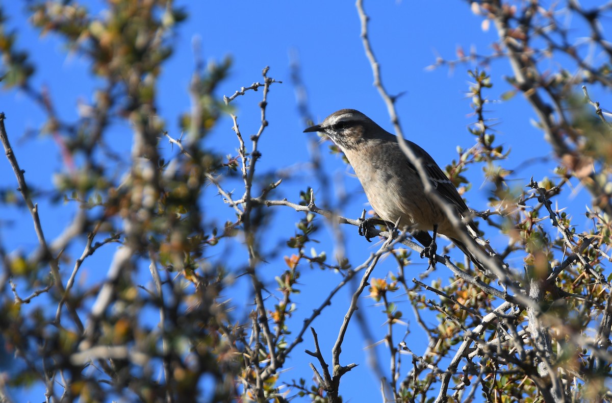 Patagonienspottdrossel - ML354823701