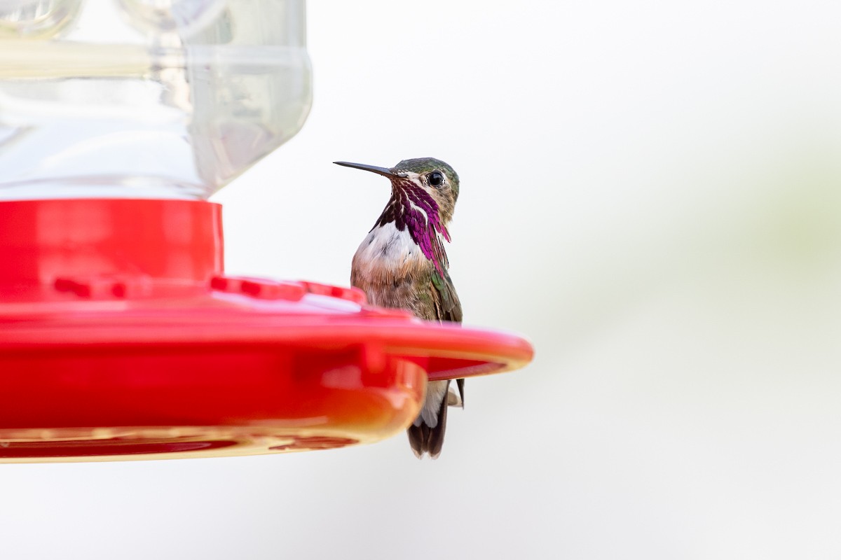 Calliope Hummingbird - ML354826211