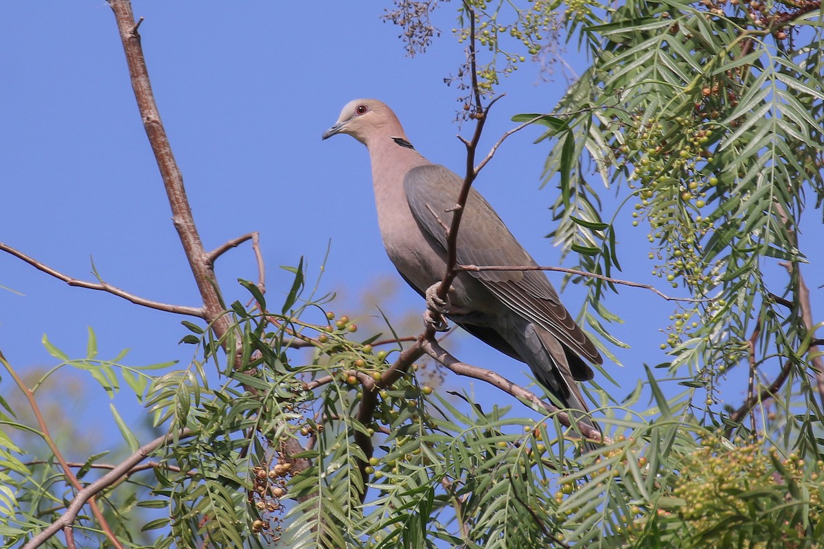 Red-eyed Dove - ML354826541