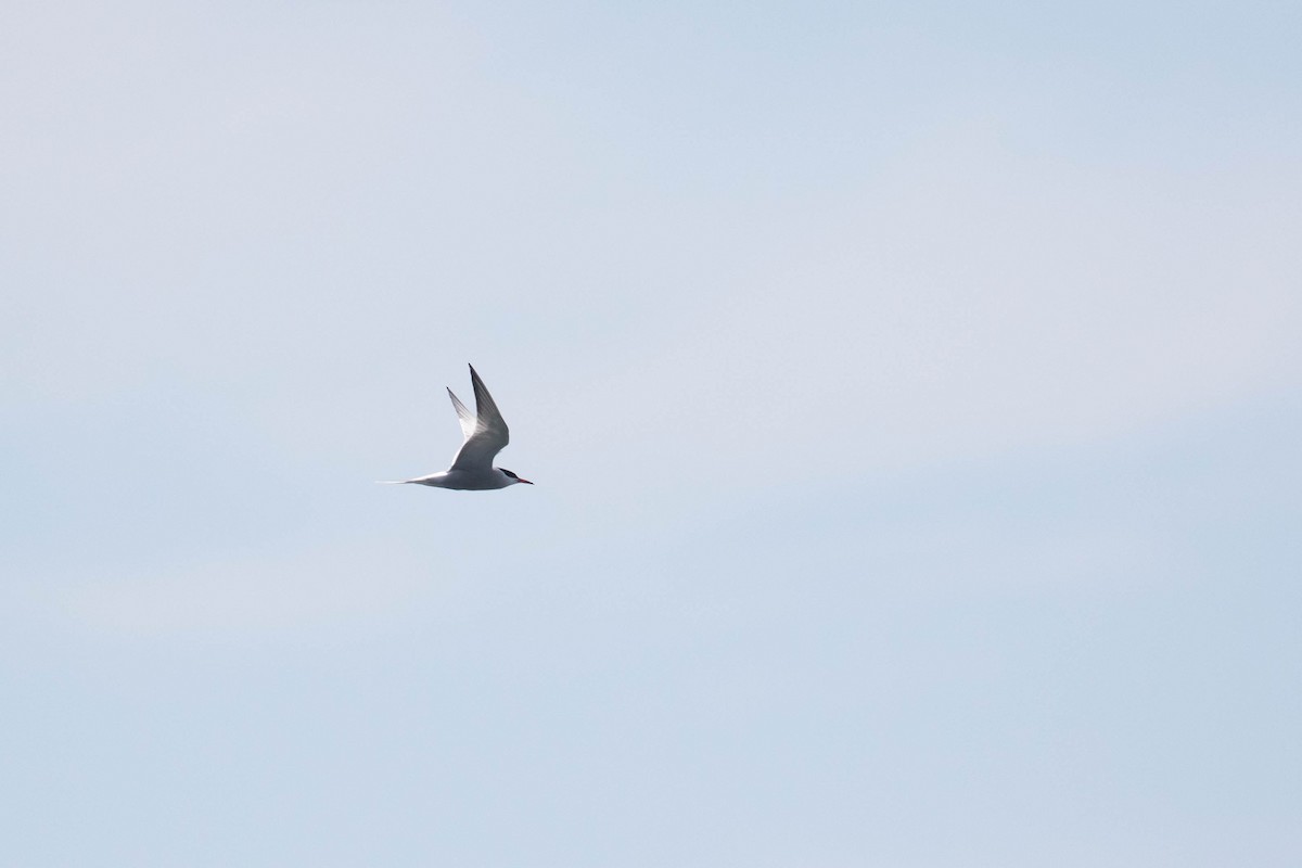Arctic Tern - ML354830101