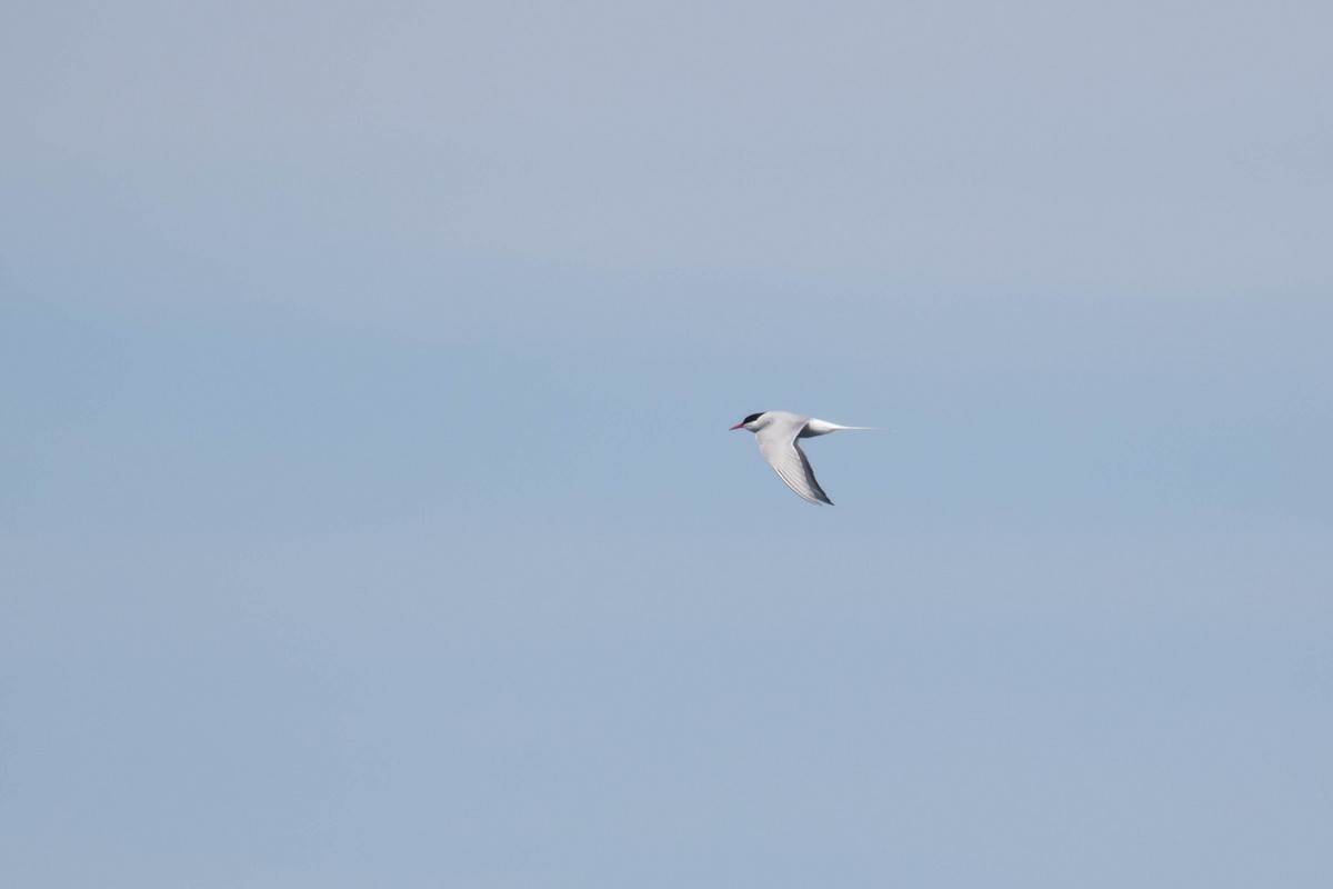 Arctic Tern - ML354830371