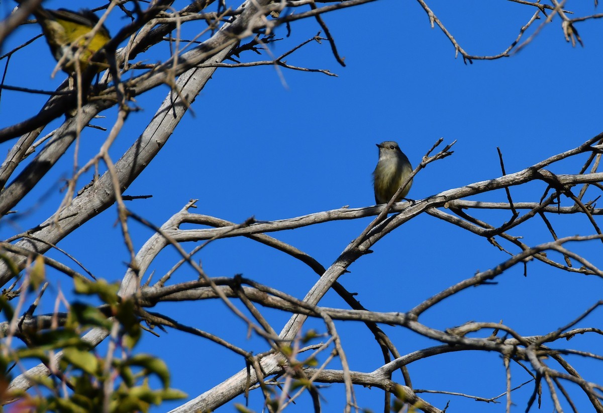 Patagonian Tyrant - ML354831041