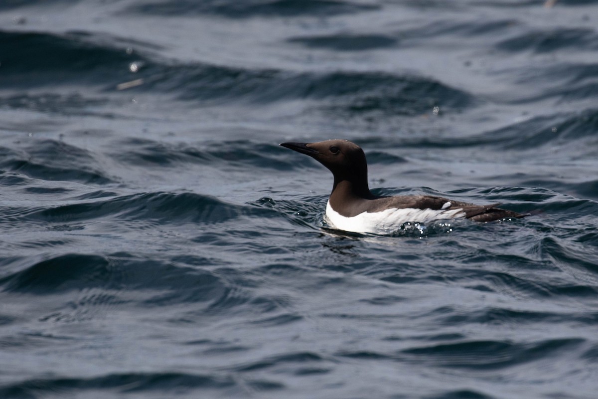 Common Murre - ML354831191