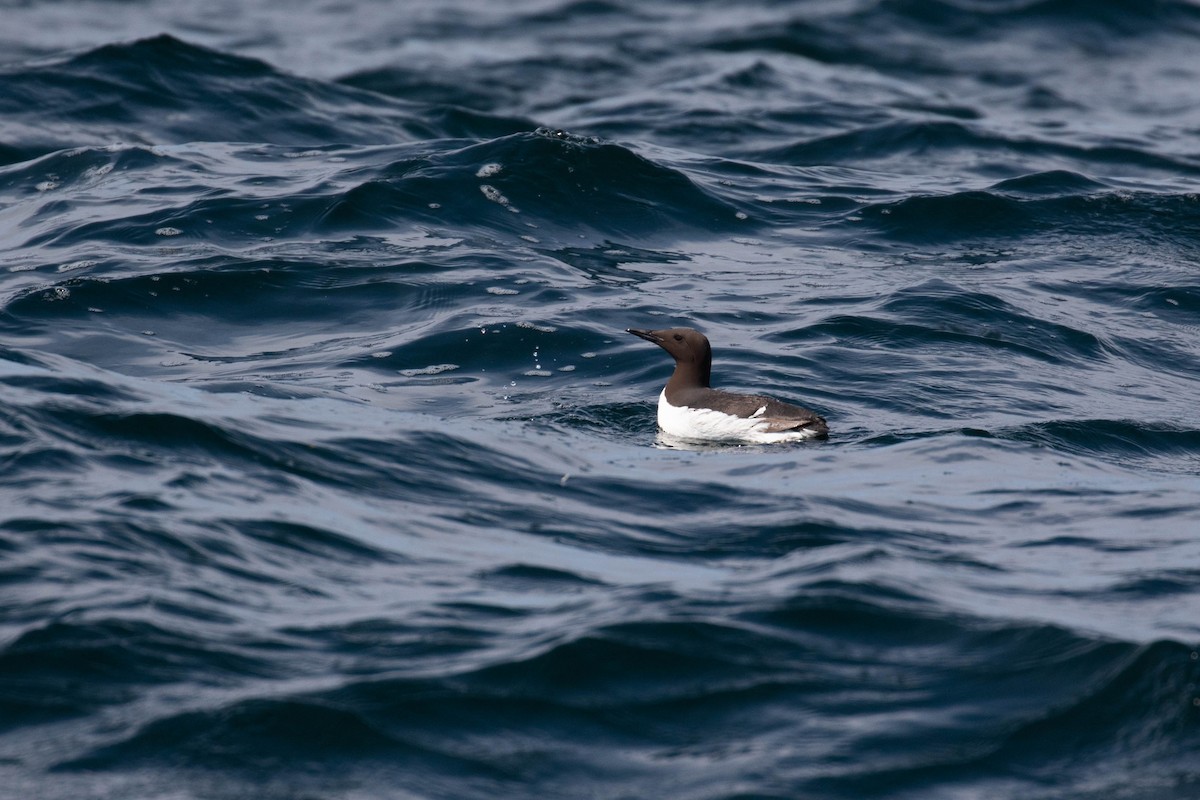 Common Murre - ML354831221