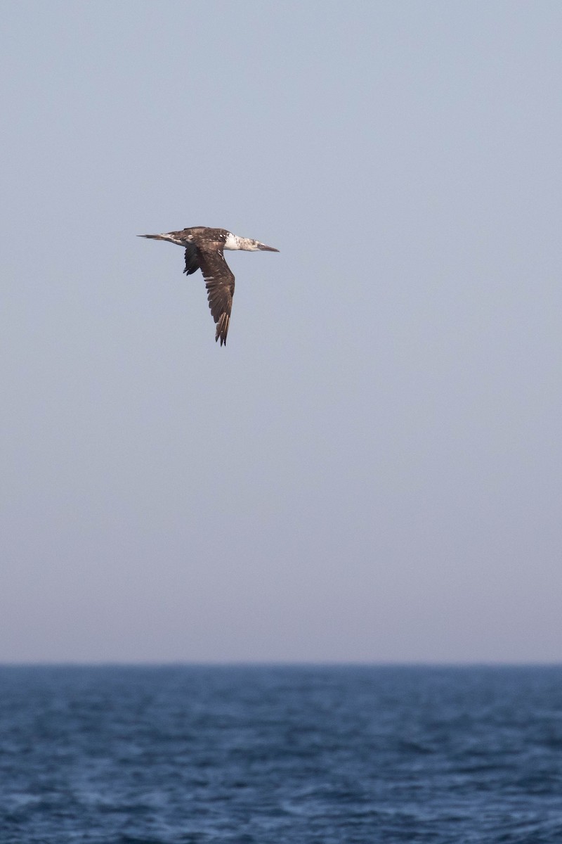 Northern Gannet - ML354832821