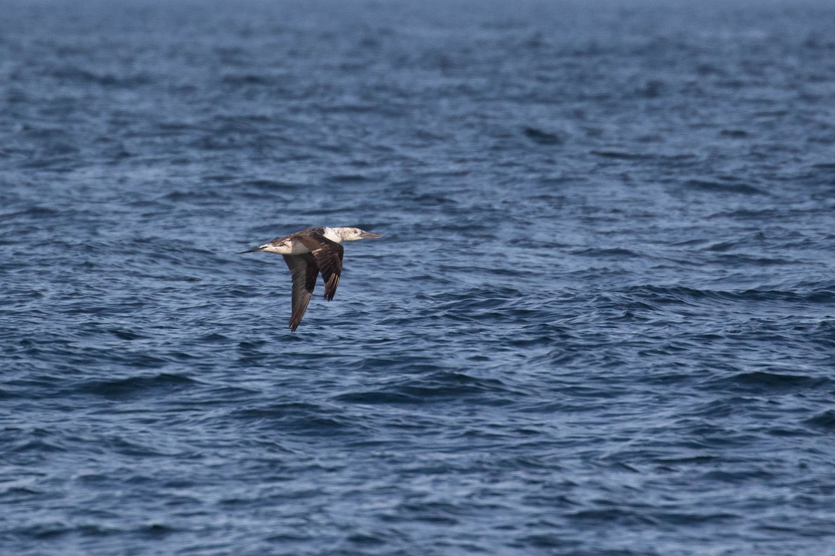 Northern Gannet - ML354832831