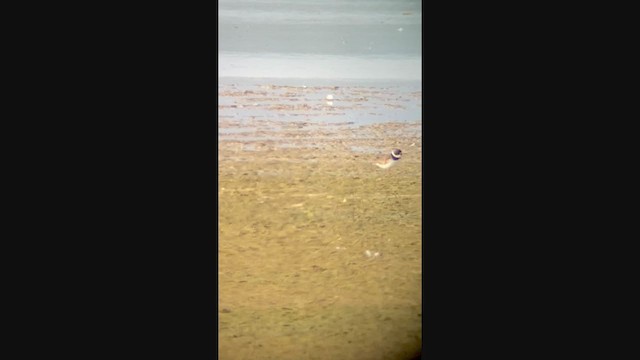 Semipalmated Plover - ML354833541