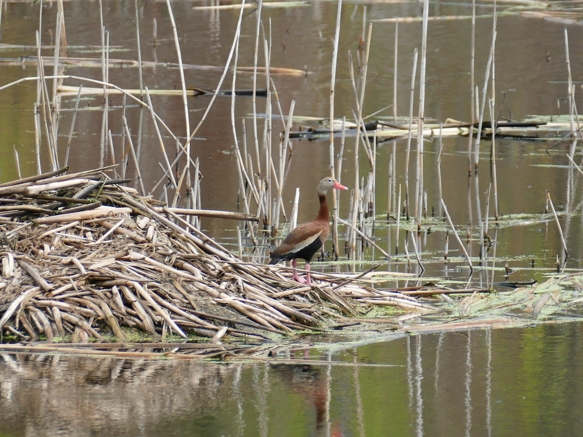 Black-bellied Whistling-Duck - ML354836361