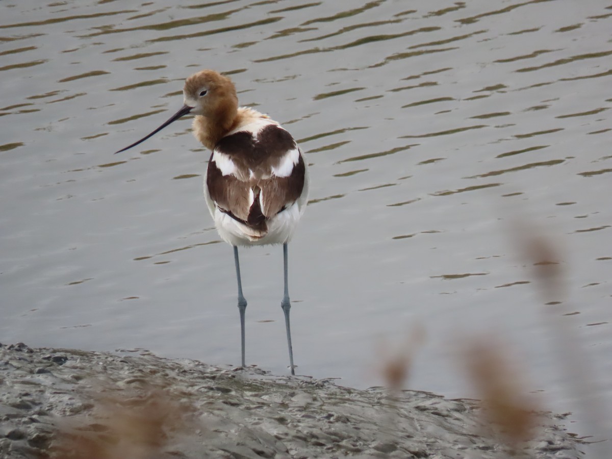 Avoceta Americana - ML354839741