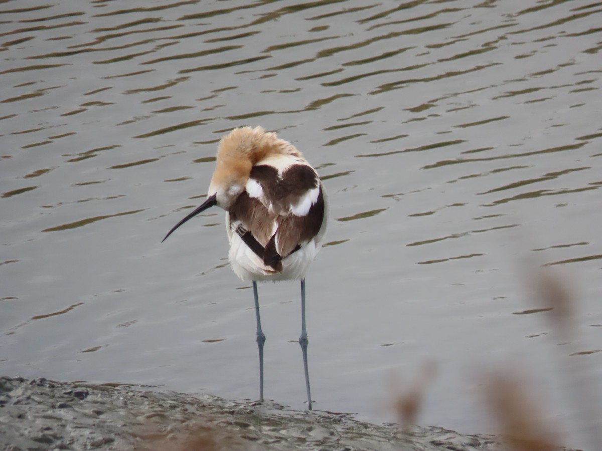 Avocette d'Amérique - ML354839761