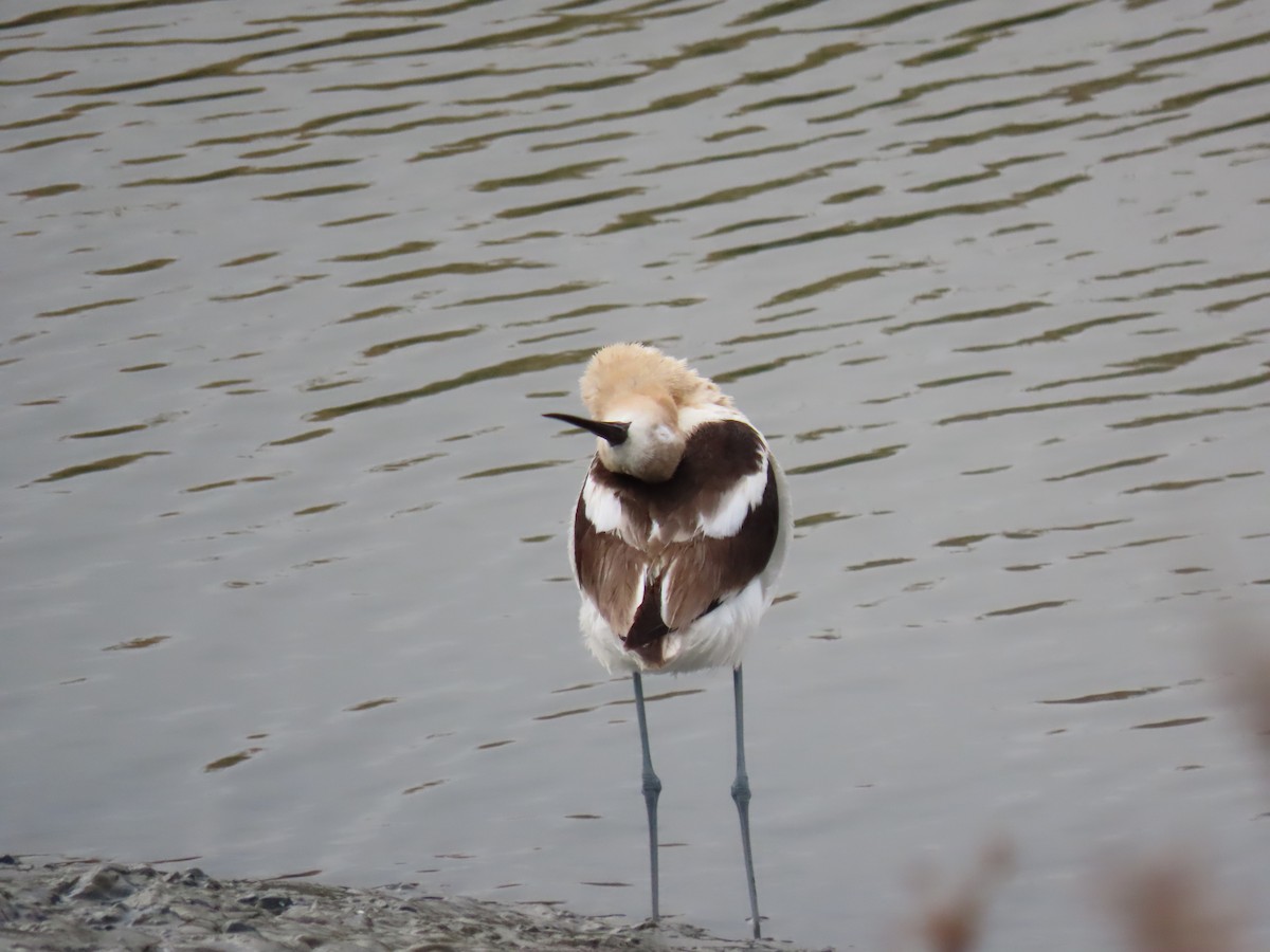 Avoceta Americana - ML354839771