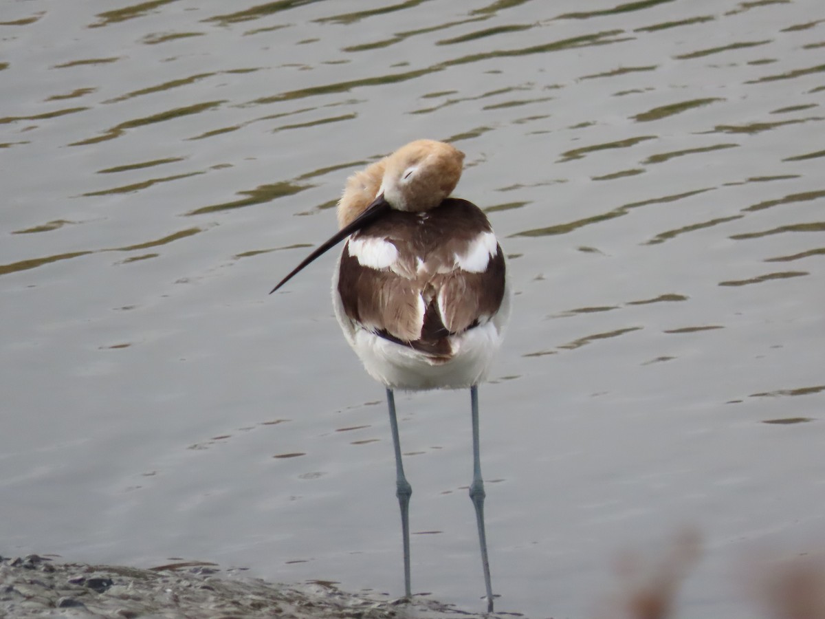 Avoceta Americana - ML354839841