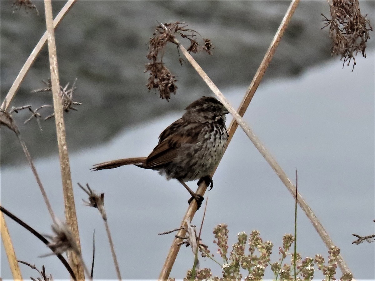 Song Sparrow - ML354841151