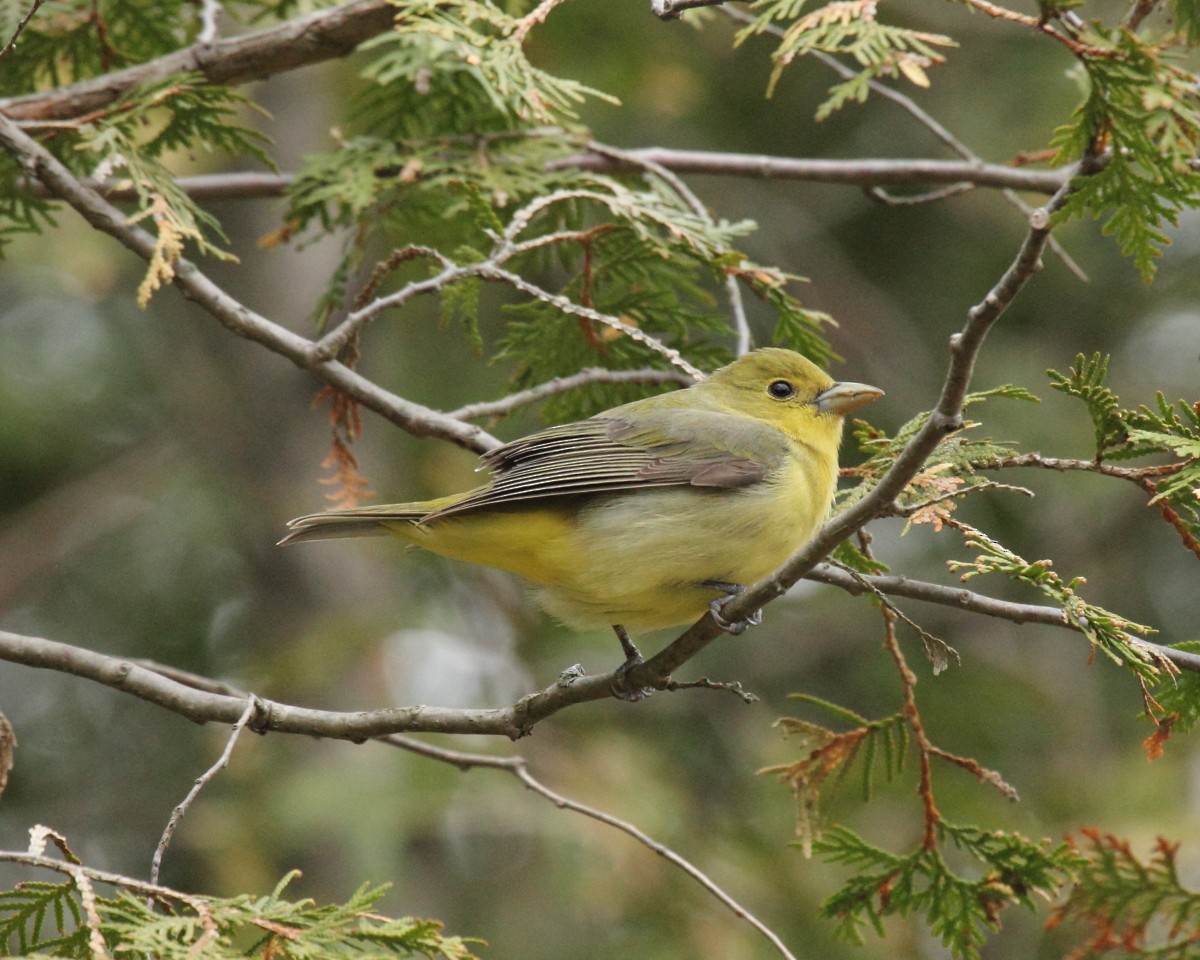 Scarlet Tanager - Mike V.A. Burrell