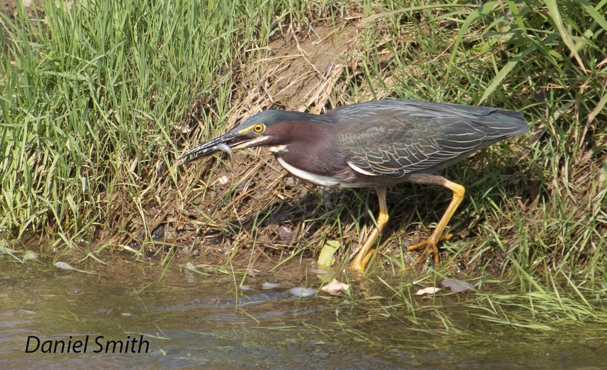 Green Heron - ML354848401