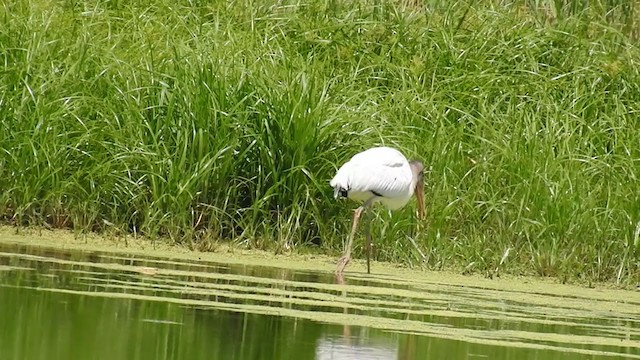 Wood Stork - ML354848471