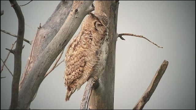 Great Horned Owl - ML354850741