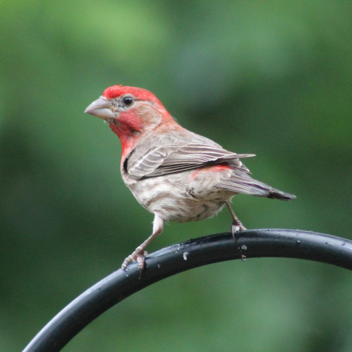 House Finch - Clara Frechette