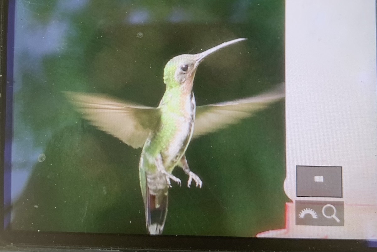 Green-breasted Mango - ML354850831