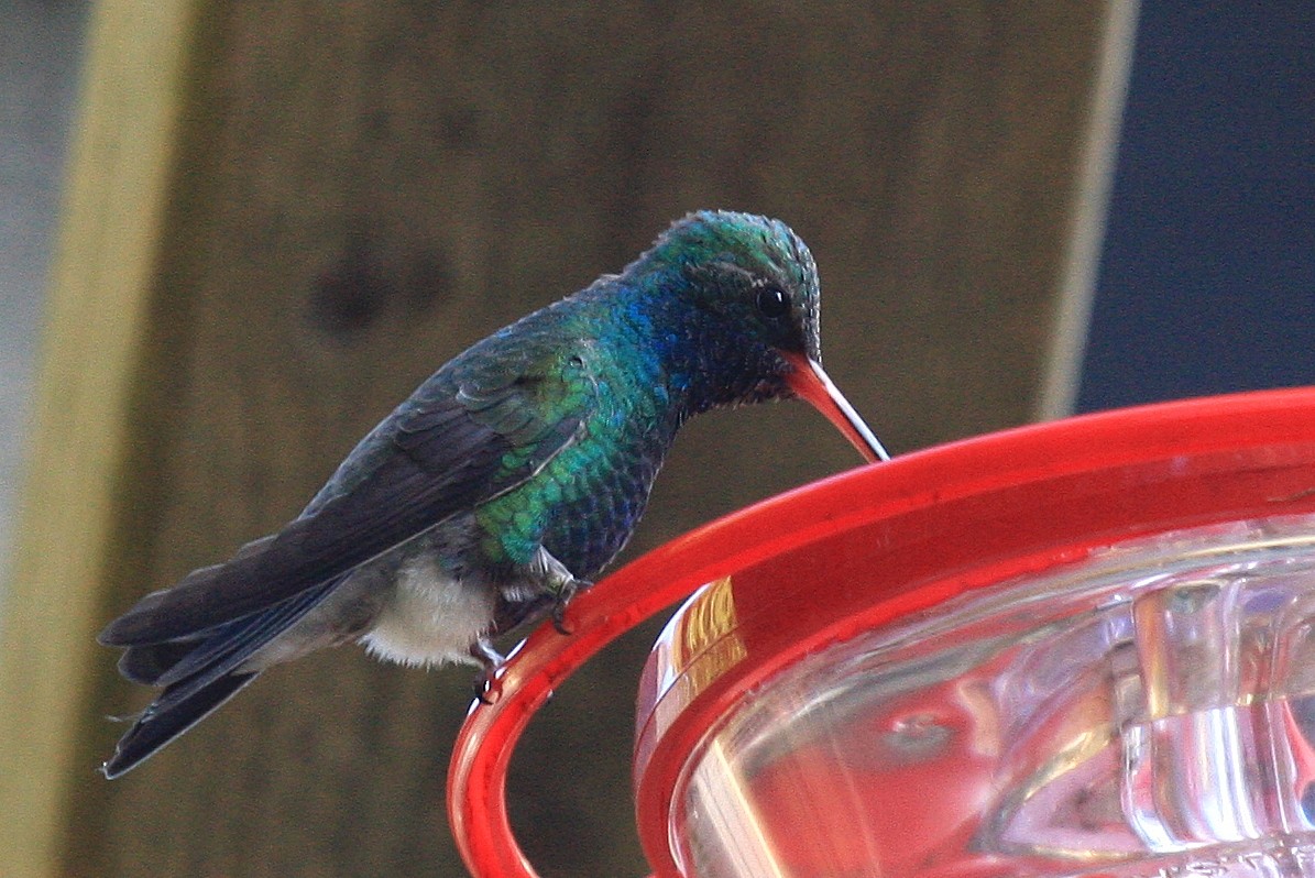 Colibrí Piquiancho Común - ML35485121