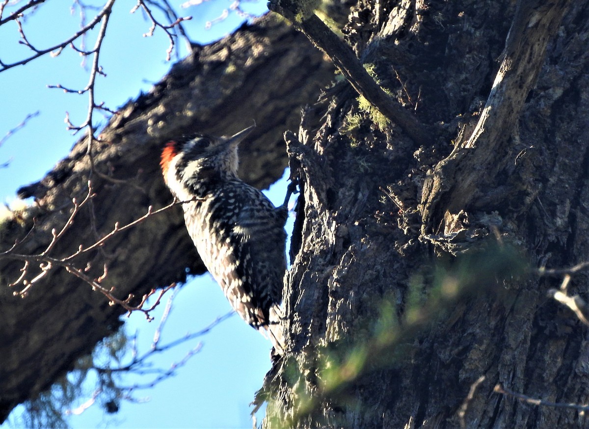Striped Woodpecker - ML354851751