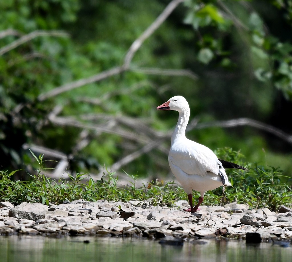 Snow Goose - Jaime Thomas