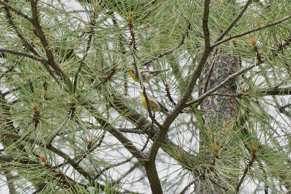 Grace's Warbler - ML354856831