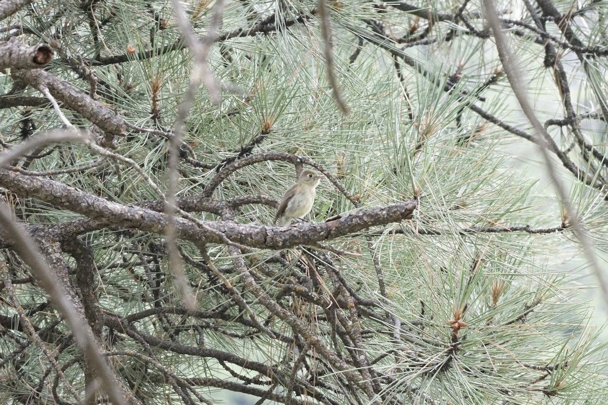 Western Flycatcher (Cordilleran) - Jason Cole