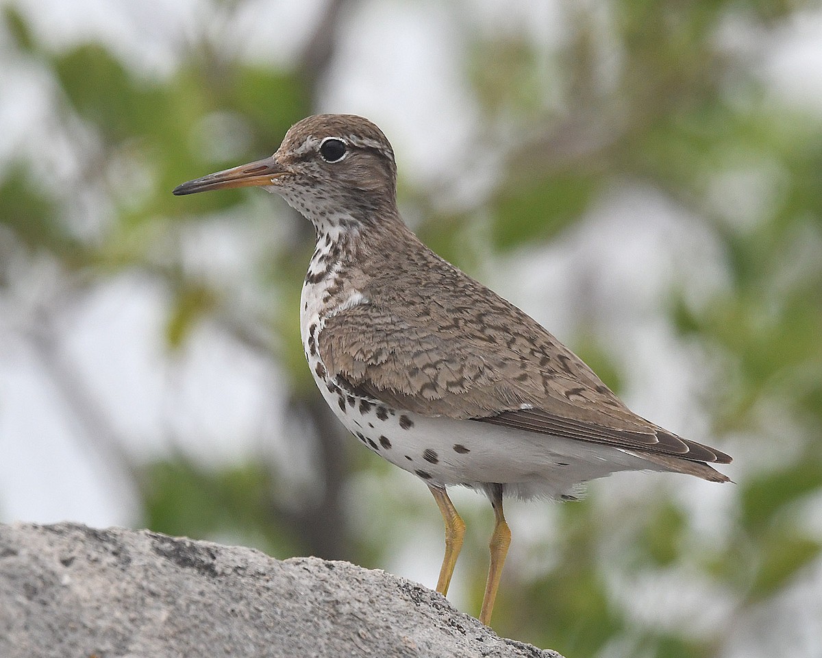 Killdeer - ML354860281