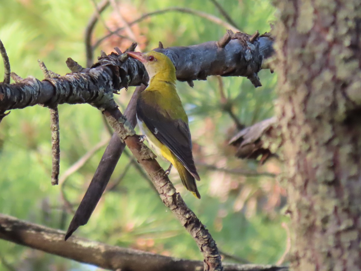 Eurasian Golden Oriole - ML354860591