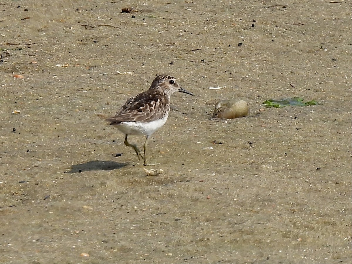 Least Sandpiper - ML354861561